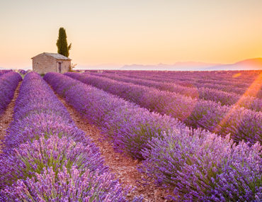 Rosé aus der Provence: Wein für Liebhaber