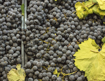 Tempranillo Wein: Der spanische Favorit